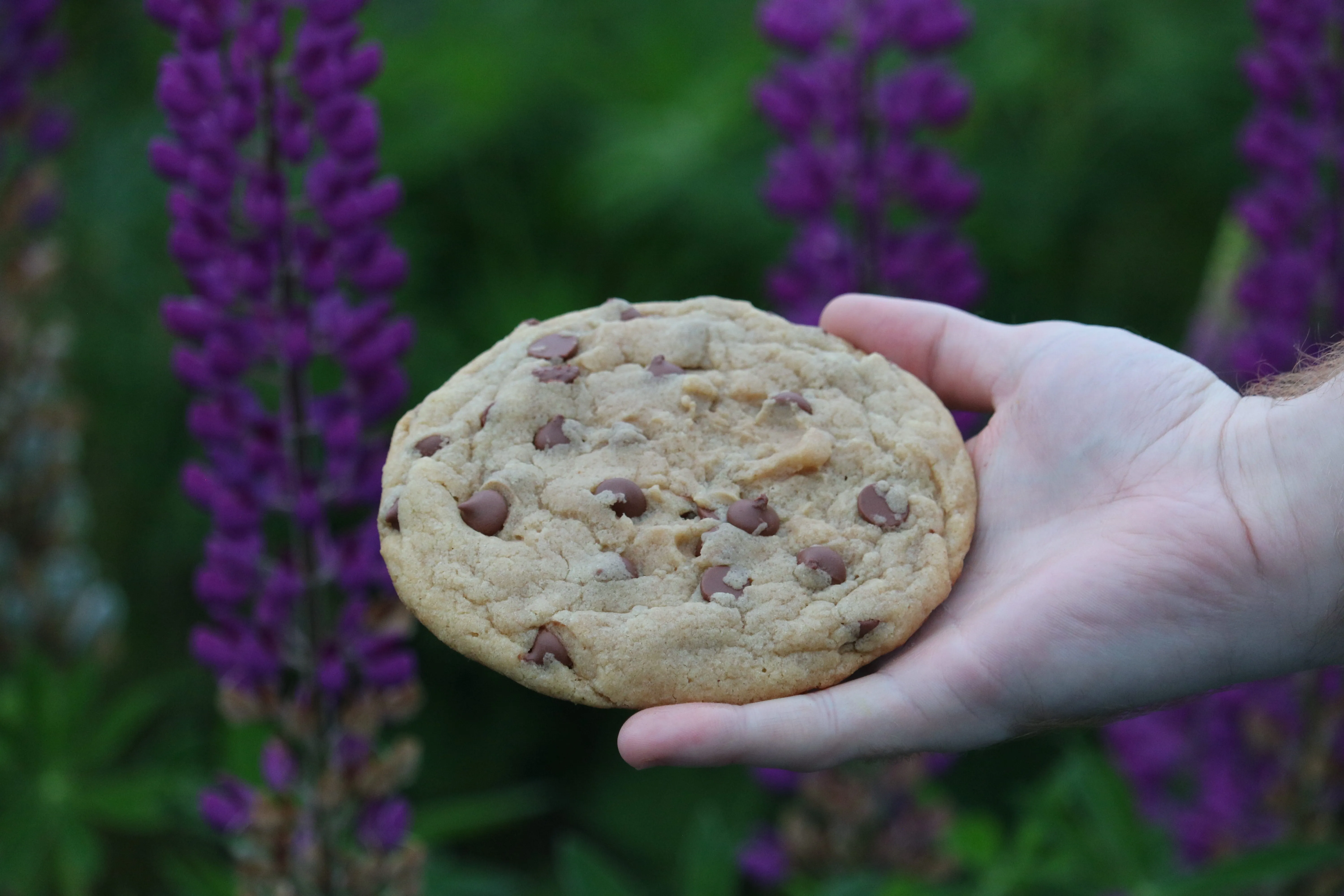 Delicious Chocolate Chip Cookie